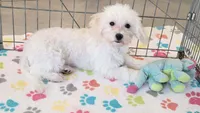 Tyson, a male Maltipoo for sale in Tucson, AZ – 1 of 10