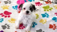 Penny, a female Havapoo for sale in Tucson, AZ – 3 of 10