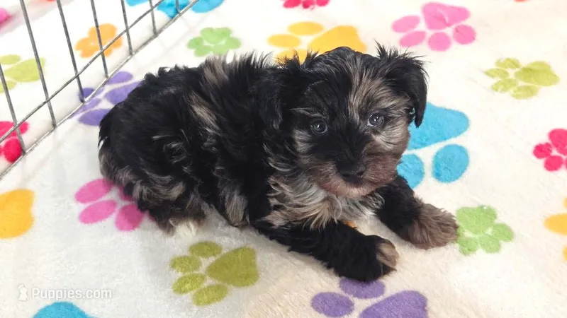 Connor – Yorkshire Terrier, Poodle - Toy  puppy for sale in Tucson, AZ