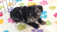 Connor, a male Yorkshire Terrier and Poodle - Toy  for sale in Tucson, AZ – 1 of 10