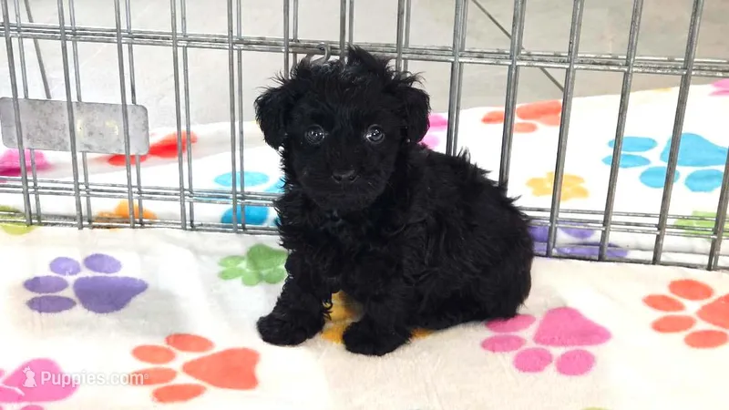 Cody – Yorkshire Terrier, Poodle - Toy  puppy for sale in Tucson, AZ