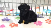 Cody, a male Yorkshire Terrier and Poodle - Toy  for sale in Tucson, AZ – 1 of 10