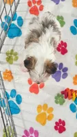 Bandit, a male Maltese and Papillon for sale in Tucson, AZ – 10 of 10