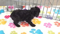 Dexter, a male Cockapoo and Poodle - Toy  for sale in Tucson, AZ – 6 of 9
