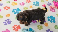 Alex, a male Cavapoo and Poodle - Toy  for sale in Tucson, AZ – 2 of 10