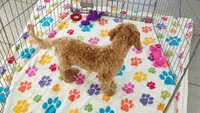 Frankie, a male Cavapoo and Poodle - Miniature  for sale in Tucson, AZ – 10 of 10