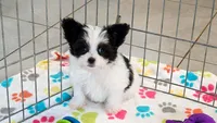 Baxter, a male Maltese and Papillon for sale in Tucson, AZ – 6 of 8