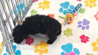 Cody, a male Yorkshire Terrier and Poodle - Toy  for sale in Tucson, AZ – 4 of 10