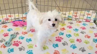 Joey, a male Maltipoo for sale in Tucson, AZ – 2 of 9