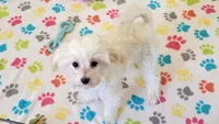 Joey, a male Maltipoo for sale in Tucson, AZ – 8 of 9