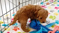 Frankie, a male Cavapoo and Poodle - Miniature  for sale in Tucson, AZ – 9 of 10