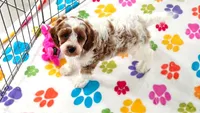 Buck, a male Cavapoo and Poodle - Toy  for sale in Tucson, AZ – 2 of 10
