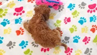 Layla, a female Cavapoo and Poodle - Toy  for sale in Tucson, AZ – 2 of 9