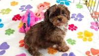 Emma, a female Cockapoo and Poodle - Toy  for sale in Tucson, AZ – 8 of 9