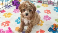 Lilly, a female Cavapoo and Poodle - Toy  for sale in Tucson, AZ – 2 of 10