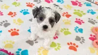 Maya, a female Havapoo for sale in Tucson, AZ – 3 of 10