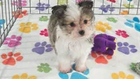 Duke, a male Maltese and Papillon for sale in Tucson, AZ – 3 of 10