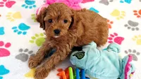 Dixie, a female Cavapoo for sale in Tucson, AZ – 9 of 10