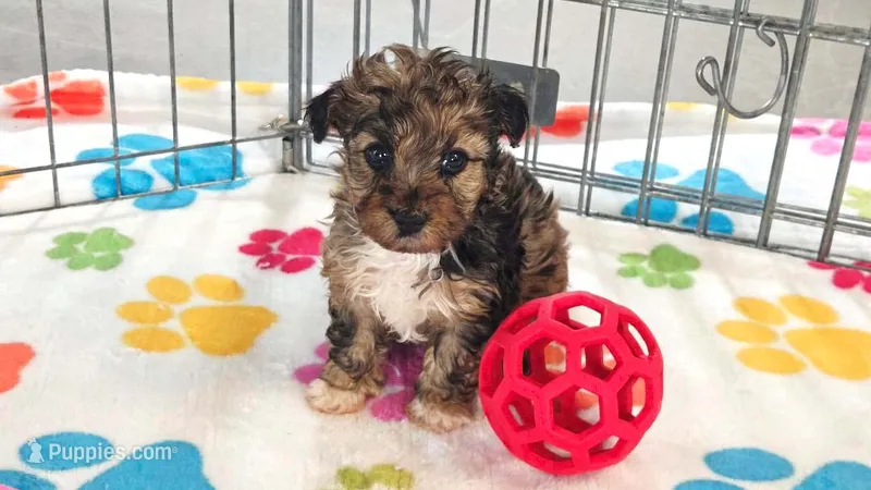 Marshall – Yorkshire Terrier, Poodle - Toy  puppy for sale in Tucson, AZ