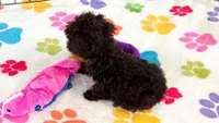 Nugget, a female Cockapoo and Poodle - Toy  for sale in Tucson, AZ – 8 of 9