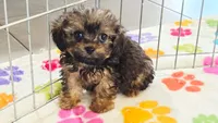Ginger, a female Cavapoo and Poodle - Toy  for sale in Tucson, AZ – 10 of 10