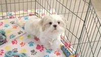 Holly, a female Shih Tzu for sale in Tucson, AZ – 4 of 9