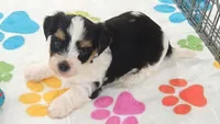 Bruno, a male Havashire for sale in Tucson, AZ – 5 of 10