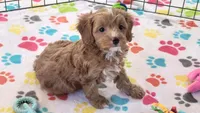 Chester, a male Cavapoo and Poodle - Toy  for sale in Tucson, AZ – 4 of 10