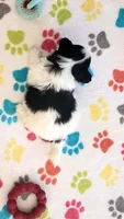 Baxter, a male Papillon for sale in Tucson, AZ – 6 of 9