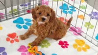 Bonnie, a female Cavapoo and Poodle - Toy  for sale in Tucson, AZ – 6 of 10