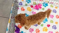 Otis, a male Cavapoo and Poodle - Miniature  for sale in Tucson, AZ – 3 of 10