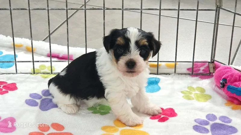 Bruno – Havashire puppy for sale in Tucson, AZ