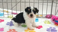 Bruno, a male Havashire for sale in Tucson, AZ – 1 of 10