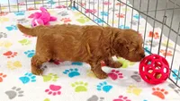 Otis, a male Cavapoo and Poodle - Miniature  for sale in Tucson, AZ – 5 of 10