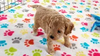 Harper, a female Cavapoo and Poodle - Miniature  for sale in Tucson, AZ – 10 of 10