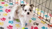 Ernie, a male Maltese and Papillon for sale in Tucson, AZ – Photo 6 of 10