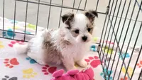 Ernie, a male Maltese and Papillon for sale in Tucson, AZ – Photo 7 of 10
