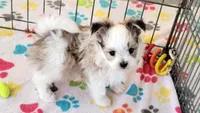 Ernie, a male Maltese and Papillon for sale in Tucson, AZ – Photo 4 of 10