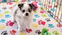 Ernie, a male Maltese and Papillon for sale in Tucson, AZ – Photo 10 of 10
