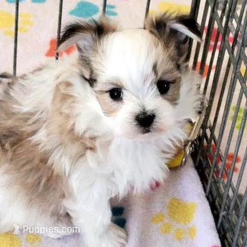 Ernie, a male Maltese and Papillon for sale in Tucson, AZ – Photo 8 of 10