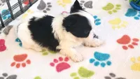 Baxter, a male Papillon for sale in Tucson, AZ – 4 of 9