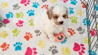 Hank, a male Cavapoo and Poodle - Toy  for sale in Tucson, AZ – 5 of 10