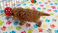 Frankie, a male Cavapoo and Poodle - Miniature  for sale in Tucson, AZ – 5 of 10