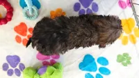 Ginger, a female Cavapoo and Poodle - Toy  for sale in Tucson, AZ – 7 of 10