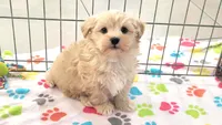 Albert, a male Havanese for sale in Tucson, AZ – 6 of 10