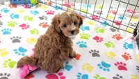 Bentley, a male Cavapoo for sale in Tucson, AZ – 5 of 10