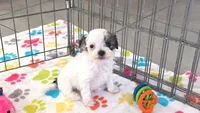 Penny, a female Havapoo for sale in Tucson, AZ – 6 of 10