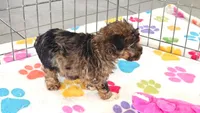 Marshall, a male Yorkshire Terrier and Poodle - Toy  for sale in Tucson, AZ – 9 of 10
