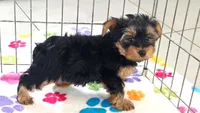 Oscar, a male Yorkshire Terrier for sale in Tucson, AZ – 5 of 9
