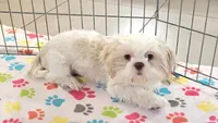 Holly, a female Shih Tzu for sale in Tucson, AZ – 8 of 9